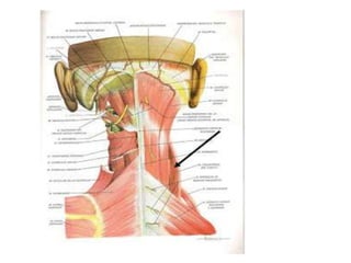 Musculos del cuello