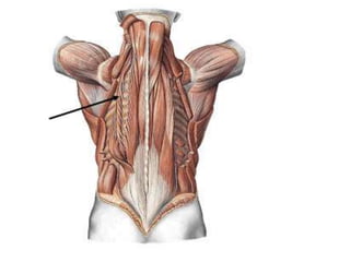 Musculos del cuello