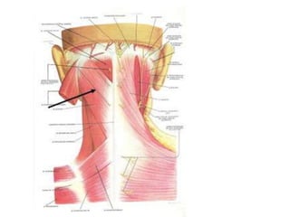 Musculos del cuello