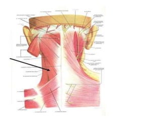 Musculos del cuello