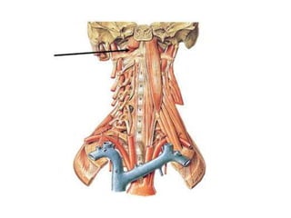 Musculos del cuello