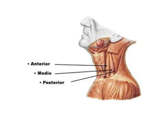 Musculos del cuello