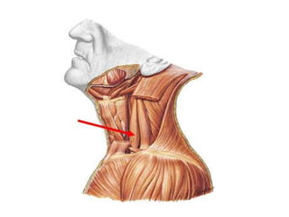 Musculos del cuello
