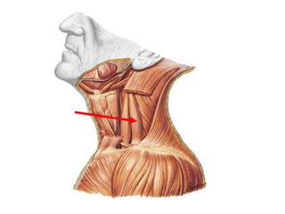Musculos del cuello
