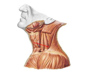 Musculos del cuello