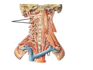Musculos del cuello