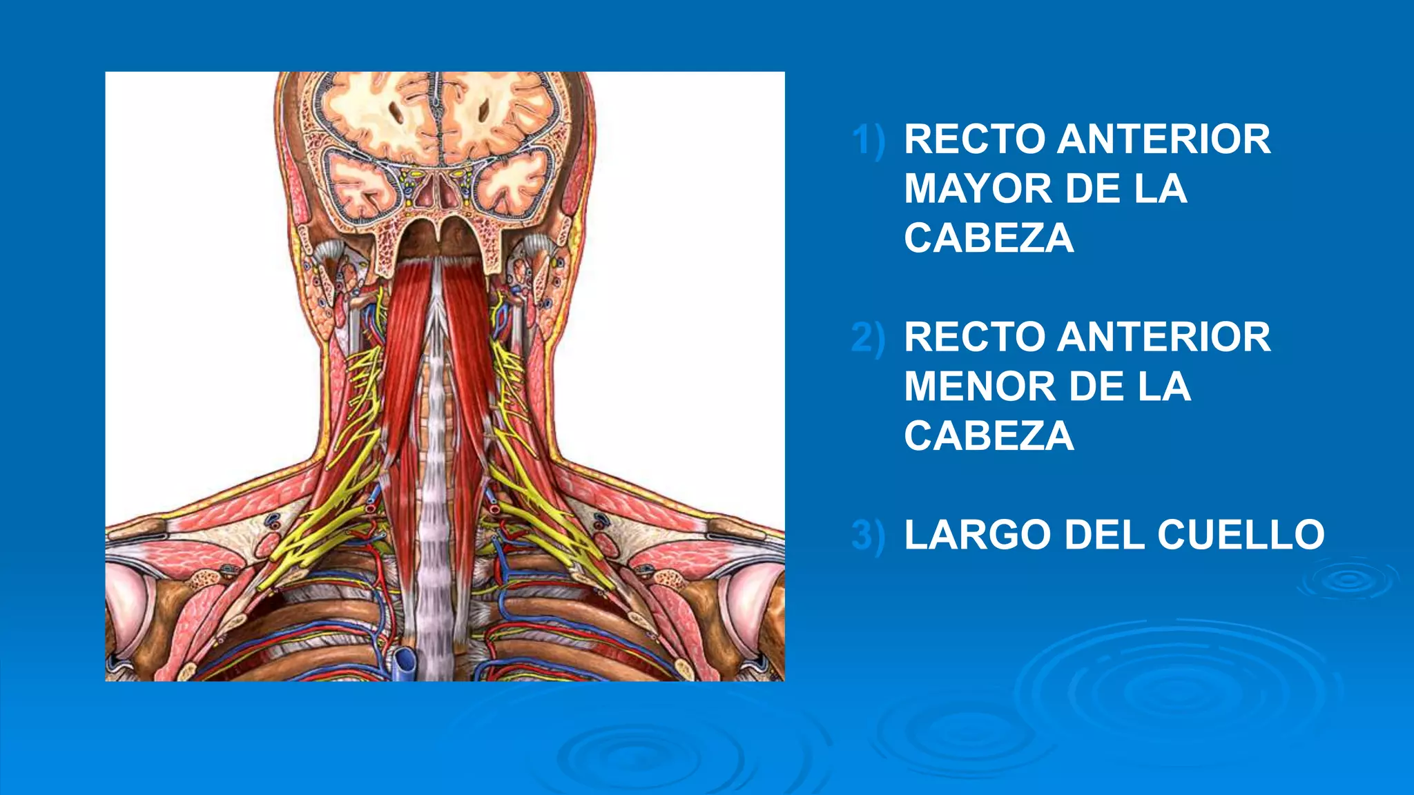 Musculos del cuello | PPTX