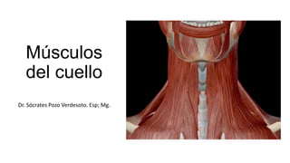 Músculos
del cuello
Dr. Sócrates Pozo Verdesoto. Esp; Mg.
 