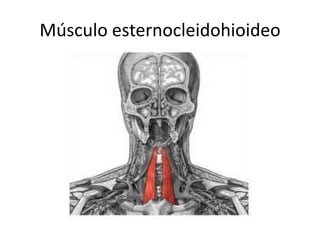 Músculo esternocleidohioideo