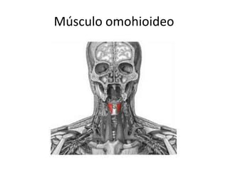 Músculo omohioideo