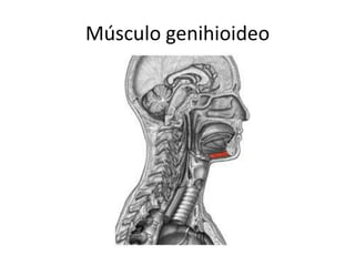 Músculo genihioideo