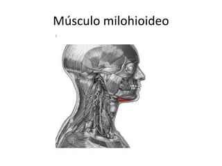 Músculo milohioideo