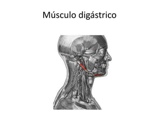 Músculo digástrico