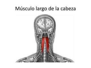 Músculo largo de la cabeza