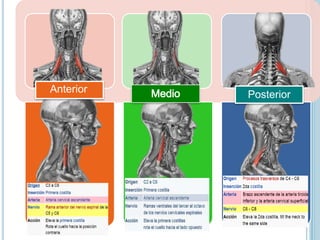 Plano
Medio
Esplenio de la
cabeza
Esplenio del cuello
Semiespinoso de
la cabeza
(complejo mayor)
Longuísimo de la
cabeza (...