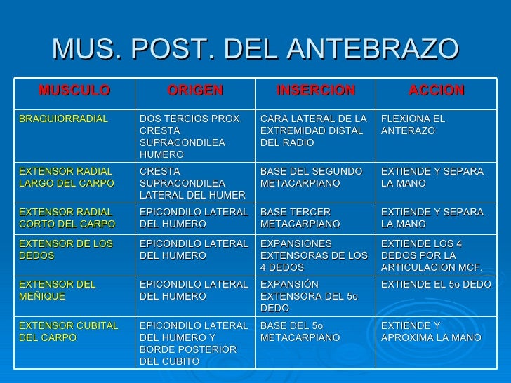 Musculos Del Cuerpo Humano Musculos Del Cuerpo Humano