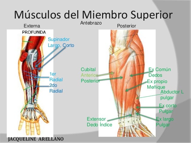 principales musculos del cuerpo humano