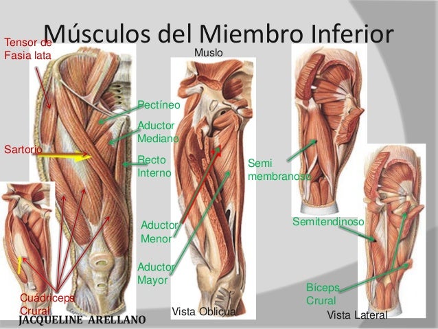 El aumento del miembro viril en amerike