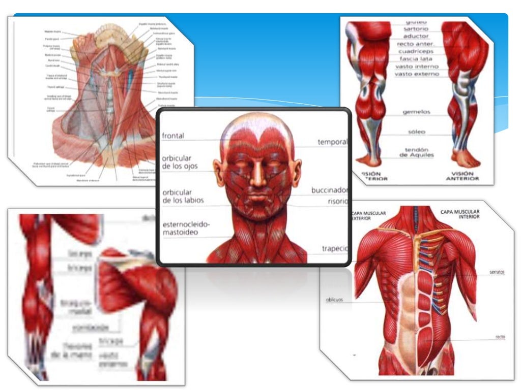 Nombre De Los Musculos Del Cuerpo Humano