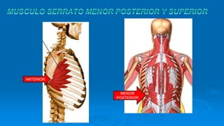 MENOR
POSTERIOR
ANTERIOR
 