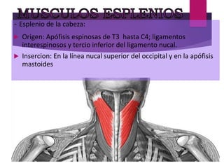 - Esplenio de la cabeza:
 Origen: Apófisis espinosas de T3 hasta C4; ligamentos
interespinosos y tercio inferior del ligamento nucal.
 Insercion: En la línea nucal superior del occipital y en la apófisis
mastoides
 