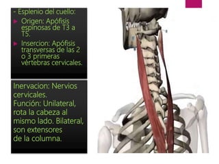 - Esplenio del cuello:
 Origen: Apófisis
espinosas de T3 a
T5.
 Insercion: Apófisis
transversas de las 2
o 3 primeras
vértebras cervicales.
Inervacion: Nervios
cervicales.
Función: Unilateral,
rota la cabeza al
mismo lado. Bilateral,
son extensores
de la columna.
 
