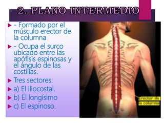  - Formado por el
músculo erector de
la columna
 - Ocupa el surco
ubicado entre las
apófisis espinosas y
el ángulo de las
costillas.
 Tres sectores:
 a) El iliocostal.
 b) El longísimo
 c) El espinoso.
 