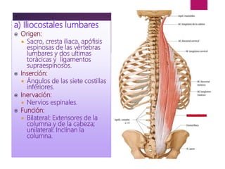 a) Iliocostales lumbares
 Origen:
 Sacro, cresta iliaca, apófisis
espinosas de las vértebras
lumbares y dos ultimas
torácicas y ligamentos
supraespinosos.
 Inserción:
 Ángulos de las siete costillas
inferiores.
 Inervación:
 Nervios espinales.
 Función:
 Bilateral: Extensores de la
columna y de la cabeza;
unilateral: Inclínan la
columna.
 