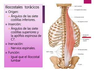 Iliocostales torácicos
 Origen:
 Ángulos de las siete
costillas inferiores.
 Inserción:
 Ángulos de las siete
costillas superiores y
la apófisis espinosa de
C7.
 Inervación:
 Nervios espinales.
 Función:
 Igual que el iliocostal
lumbar
 