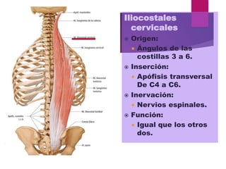 Iliocostales
cervicales
 Origen:
 Ángulos de las
costillas 3 a 6.
 Inserción:
 Apófisis transversal
De C4 a C6.
 Inervación:
 Nervios espinales.
 Función:
 Igual que los otros
dos.
 