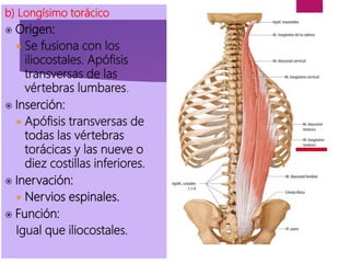 b) Longísimo torácico
 Origen:
 Se fusiona con los
iliocostales. Apófisis
transversas de las
vértebras lumbares.
 Inserción:
 Apófisis transversas de
todas las vértebras
torácicas y las nueve o
diez costillas inferiores.
 Inervación:
 Nervios espinales.
 Función:
Igual que iliocostales.
 