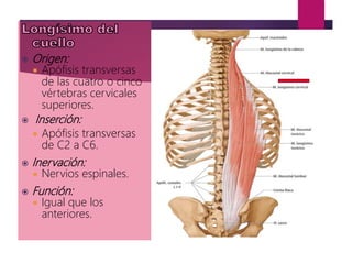  Origen:
 Apófisis transversas
de las cuatro o cinco
vértebras cervicales
superiores.
 Inserción:
 Apófisis transversas
de C2 a C6.
 Inervación:
 Nervios espinales.
 Función:
 Igual que los
anteriores.
 