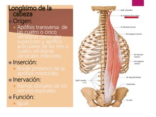  Origen:
 Apófisis transversa de
las cuatro o cinco
vértebras cervicales
superiores y apófisis
articulares de las tres o
cuatro vértebras
cervicales inferiores.
 Inserción:
 Borde posterior de la
apófisis mastoides.
 Inervación:
 Ramos dorsales de los
nervios espinales.
 Función:
 Igual.
 