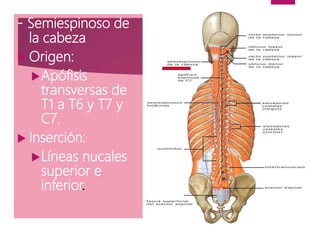 - Semiespinoso de
la cabeza
 Origen:
Apófisis
transversas de
T1 a T6 y T7 y
C7.
 Inserción:
Líneas nucales
superior e
inferior.
 