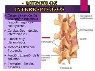  Origen e inserción: De
una apófisis espinosa a
la apófisis espinosa
suprayacente.
 Cervical: Dos músculos
interespinosos
 lumbar: Muy
desarrollados.
 Torácicos: Faltan con
frecuencia.
 Función: Extensión de la
columna.
 Inervación: Nervios
espinales
 