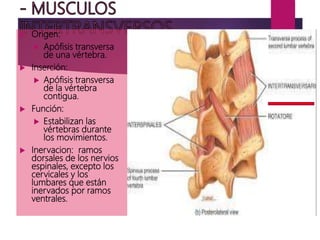  Origen:
 Apófisis transversa
de una vértebra.
 Inserción:
 Apófisis transversa
de la vértebra
contigua.
 Función:
 Estabilizan las
vértebras durante
los movimientos.
 Inervacion: ramos
dorsales de los nervios
espinales, excepto los
cervicales y los
lumbares que están
inervados por ramos
ventrales.
 