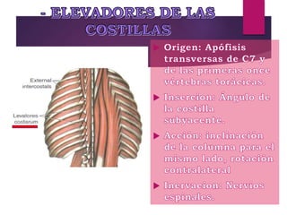 musculos del dorso.pptx