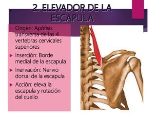  Origen: Apófisis
transversa de las 4
vertebras cervicales
superiores
 Inserción: Borde
medial de la escapula
 Inervación: Nervio
dorsal de la escapula
 Acción: eleva la
escapula y rotación
del cuello
 