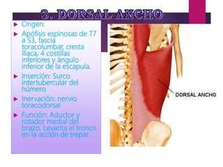  Origen:
 Apófisis espinosas de T7
a S3, fascia
toracolumbar, cresta
iliaca, 4 costillas
inferiores y ángulo
inferior de la escapula.
 Inserción: Surco
intertubercular del
húmero
 Inervación: nervio
toracodorsal
 Función: Aductor y
rotador medial del
brazo. Levanta el tronco
en la acción de trepar.
 