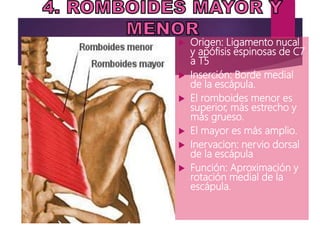  Origen: Ligamento nucal
y apófisis espinosas de C7
a T5
 Inserción: Borde medial
de la escápula.
 El romboides menor es
superior, más estrecho y
más grueso.
 El mayor es más amplio.
 Inervacion: nervio dorsal
de la escápula
 Función: Aproximación y
rotación medial de la
escápula.
 