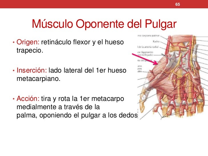 Músculos del miembro superior