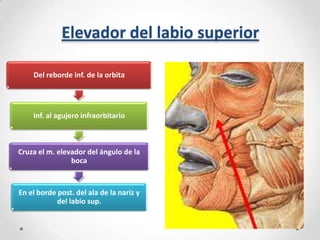 Elevador del labio superior
Del reborde inf. de la orbita

Inf. al agujero infraorbitario

Cruza el m. elevador del ángulo de la
boca

En el borde post. del ala de la nariz y
del labio sup.

 