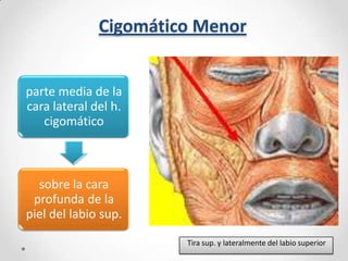Cigomático Menor

parte media de la
cara lateral del h.
cigomático

sobre la cara
profunda de la
piel del labio sup.
Tira sup. y lateralmente del labio superior

 