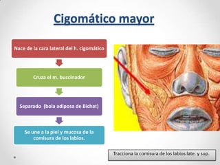 Cigomático mayor
Nace de la cara lateral del h. cigomático

Cruza el m. buccinador

Separado (bola adiposa de Bichat)

Se une a la piel y mucosa de la
comisura de los labios.
Tracciona la comisura de los labios late. y sup.

 