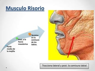 Musculo Risorio

Post. a la
fascia
maseterica
Parte
media de
la mejilla

Termina
en la
comisura
de los
labios.

Tracciona lateral y post. la comisura labial.

 