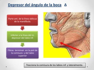 Depresor del ángulo de la boca Δ

Parte ant. de la línea oblicua
de la mandíbula.

Inferior a la línea del m.
depresor del labio inf.

Fibras terminan en la piel de
la comisura y del labio
superior

Tracciona la comisura de los labios inf. y lateralmente.

 