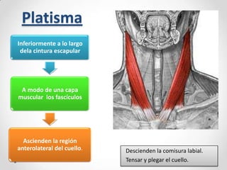 Platisma
Inferiormente a lo largo
dela cintura escapular

A modo de una capa
muscular los fascículos

Ascienden la región
anterolateral del cuello.

Descienden la comisura labial.
Tensar y plegar el cuello.

 