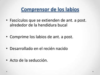 Comprensor de los labios
• Fascículos que se extienden de ant. a post.
alrededor de la hendidura bucal
• Comprime los labios de ant. a post.
• Desarrollado en el recién nacido

• Acto de la seducción.

 