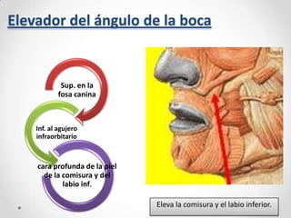Elevador del ángulo de la boca

Sup. en la
fosa canina

Inf. al agujero
infraorbitario

cara profunda de la piel
de la comisura y del
labio inf.
Eleva la comisura y el labio inferior.

 
