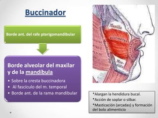 Buccinador
Borde ant. del rafe pterigomandibular

Borde alveolar del maxilar
y de la mandíbula
• Sobre la cresta buccinadora
• Al fascículo del m. temporal
• Borde ant. de la rama mandibular

*Alargan la hendidura bucal.
*Acción de soplar o silbar.
*Masticación (arcadas) y formación
del bolo alimenticio

 